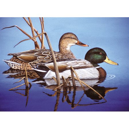 PEINTURE NUMERO SENIOR - CANARDS COLVERTS